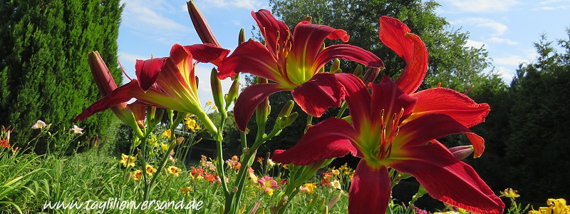 Taglilien im Garten