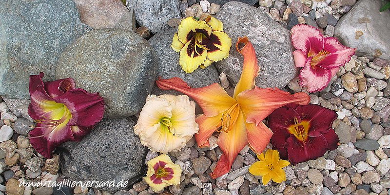 Taglilien im Garten