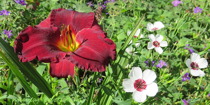 Taglilien im Garten