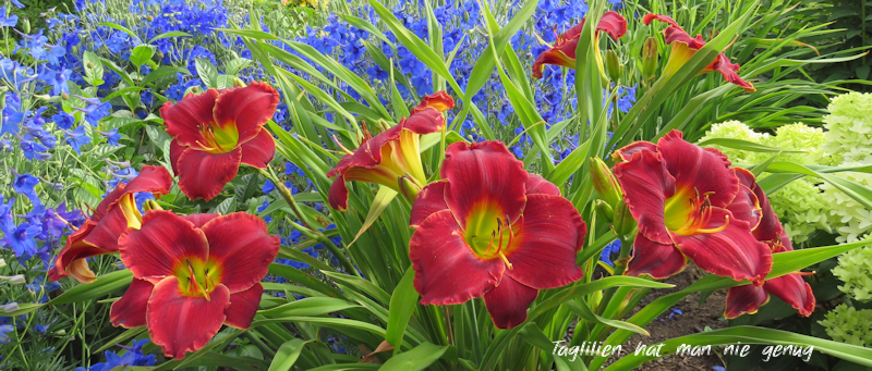 Taglilien im Garten