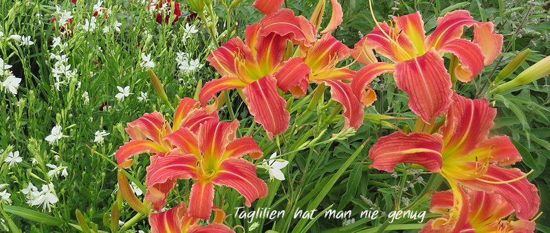 Taglilien im Garten