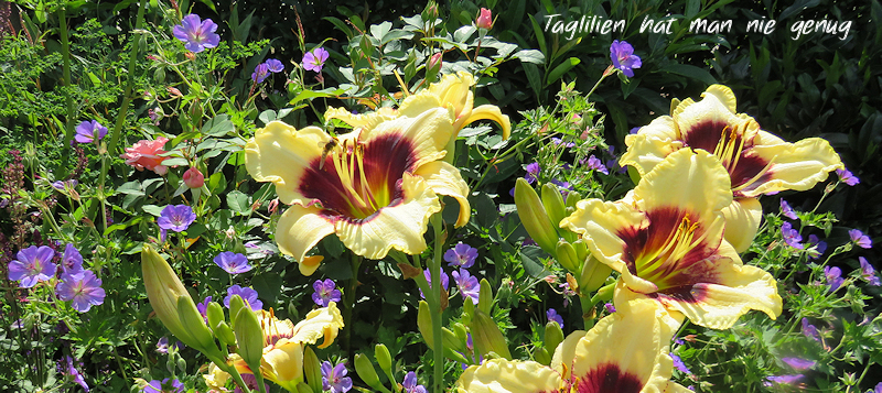 Taglilien im Garten