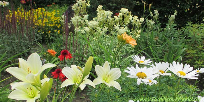 Taglilien im Garten