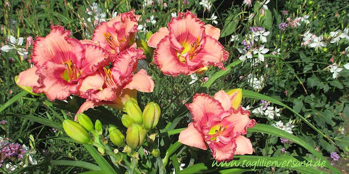 Taglilien im Garten