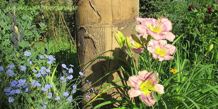 Taglilien im Garten