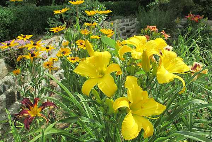 Taglilien im Garten