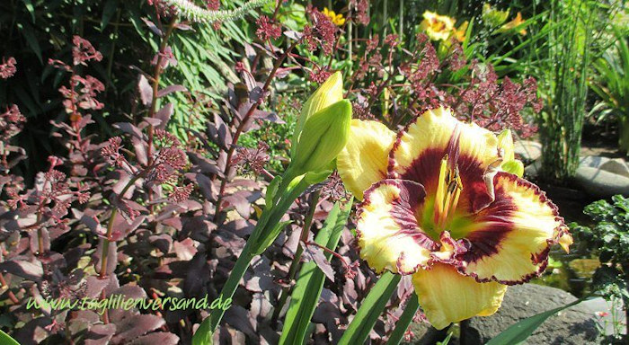 Taglilien im Garten