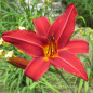Preview: Foto der Tagliliensorte Bright Dancer