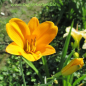Preview: Foto der Tagliliensorte From China With Love