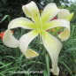 Preview: Foto der Tagliliensorte Isabelle Rose