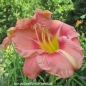 Preview: Foto der Tagliliensorte Taunus Pink Lover