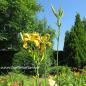 Preview: Foto der Tagliliensorte Dances with Giraffes