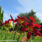 Preview: ein weiteres Foto der Tagliliensorte Heavenly United We Stand