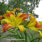 Preview: ein weiteres Foto der Tagliliensorte Laughing Giraffe