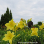 Preview: ein weiteres Foto der Taglilie Sweet Pea