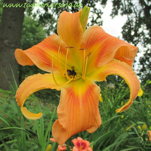 Foto der Tagliliensorte All American Windmill