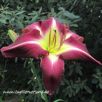 Foto der Tagliliensorte Cameroon Night
