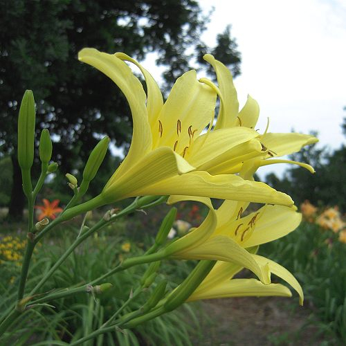 Foto von Hemerocallis citrina
