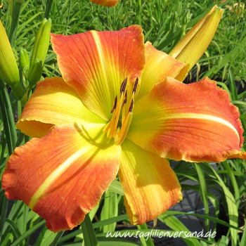 Foto der Tagliliensorte Eminent Domain