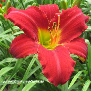 Foto der Tagliliensorte Galena Holiday