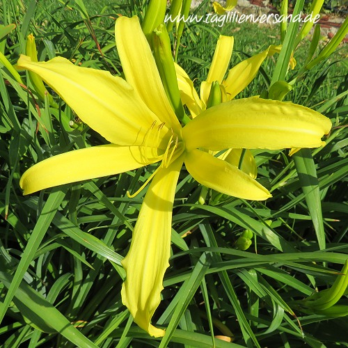 Foto der Tagliliensorte Garden Portrait