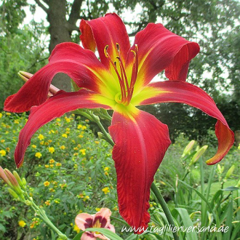 Foto der Tagliliensorte Heavenly United We Stand