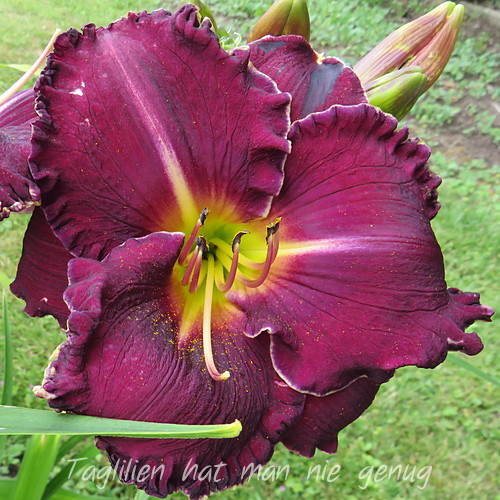 Foto der Tagliliensorte Lydia's Cloth