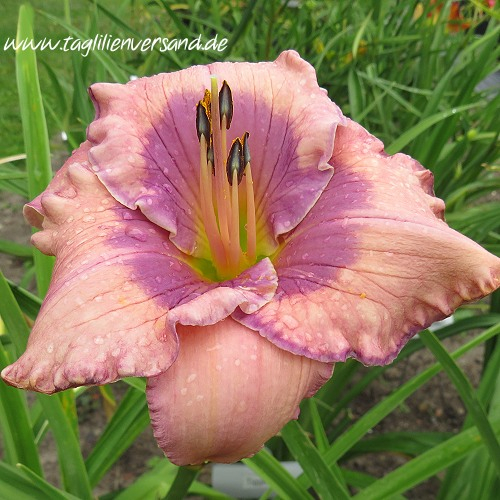 Foto der Tagliliensorte Orchid Elegance
