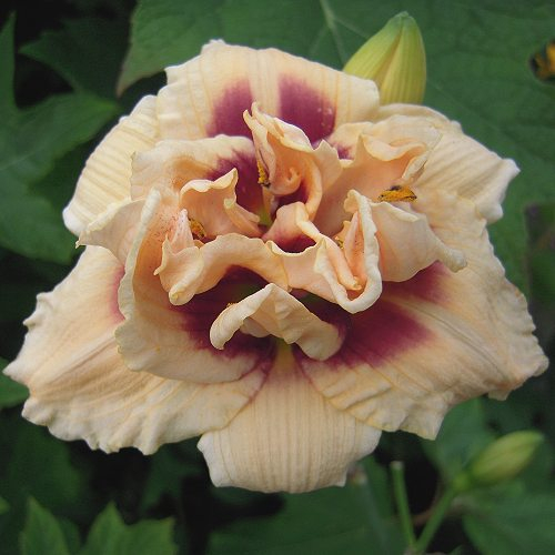Foto der Tagliliensorte Roswitha