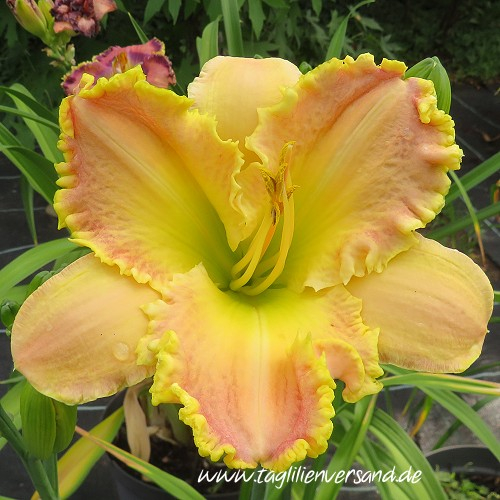 Foto der Tagliliensorte Ruffled Strawberry Parfait