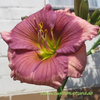 Foto der Tagliliensorte Sachsen Little Blue