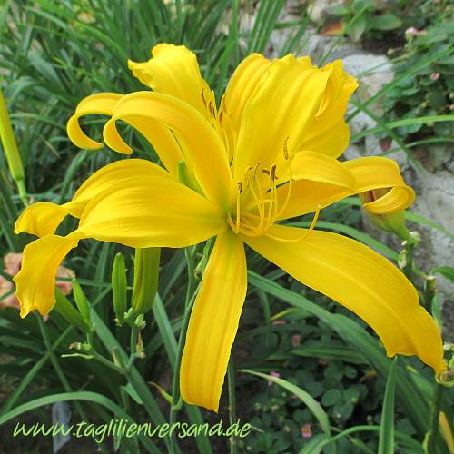 Foto der Tagliliensorte Slapstick