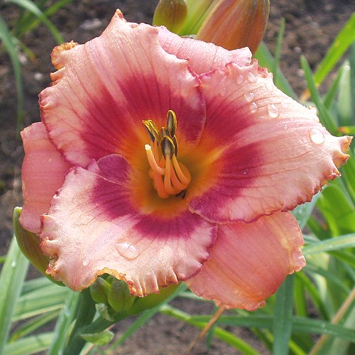 Foto der Tagliliensorte Strawberry Candy