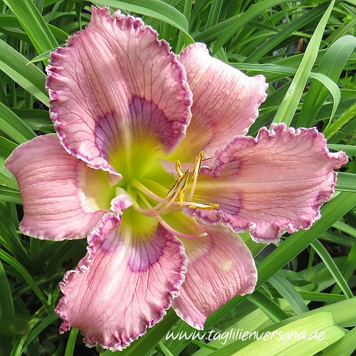 Foto der Tagliliensorte  Temptation Eyes