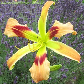 Foto der Tagliliensorte Wild and Wonderful