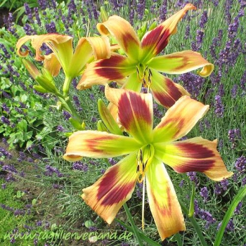 Noch ein Foto der Tagliliensorte Wild and Wonderful