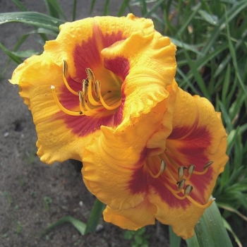 Preview: Foto der Tagliliensorte Fooled Me