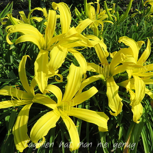 Ein weiteres Foto der Tagliliensorte Garden Portrait