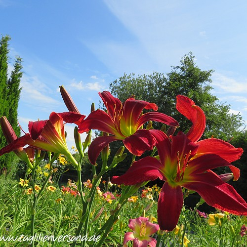 ein weiteres Foto der Tagliliensorte Heavenly United We Stand