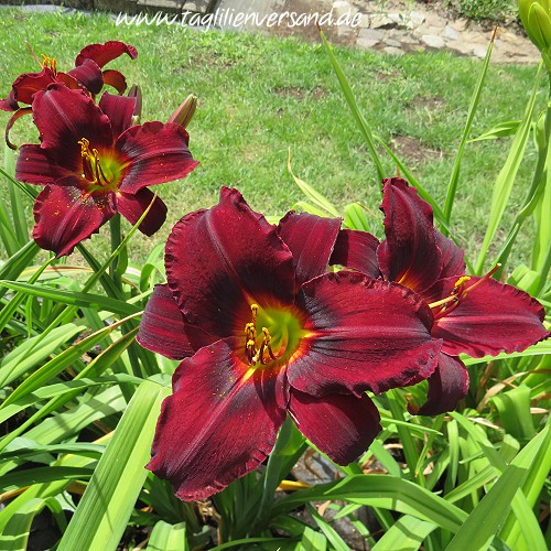 ein weiteres Foto der Tagliliensorte Sir Knight