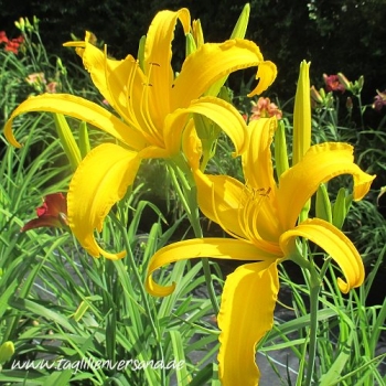 Preview: Foto der Tagliliensorte Slapstick