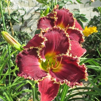 Foto der Tagliliensorte Venus Fly Trap