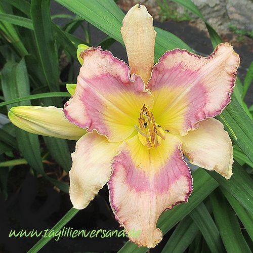 Foto von der Tagliliensorte All Shook Up