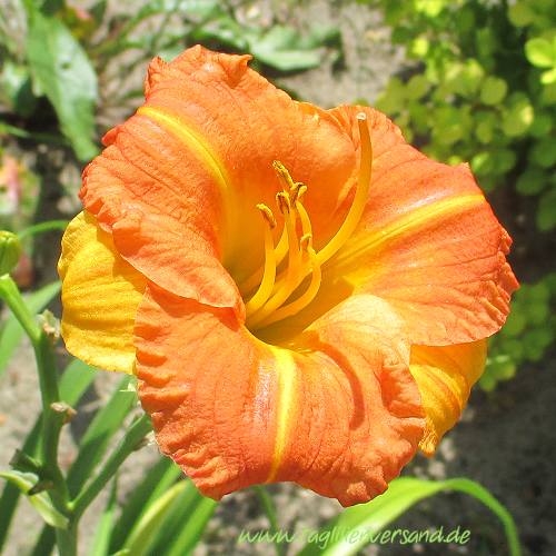 Foto der Tagliliensorte Boitzer Mandarin