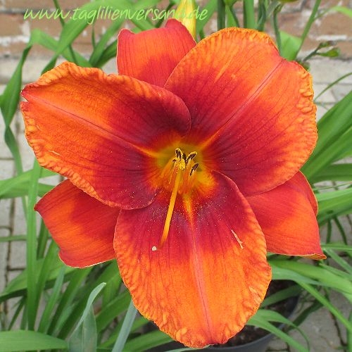 Foto der Tagliliensorte Hot Town