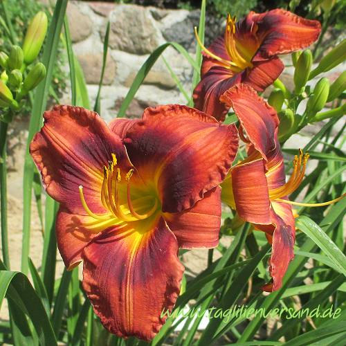 Foto der Tagliliensorte Kleine Blaue Lilly