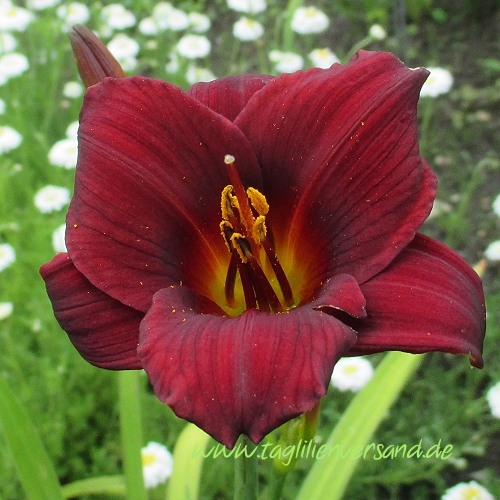 Foto der Tagliliensorte Little Joy