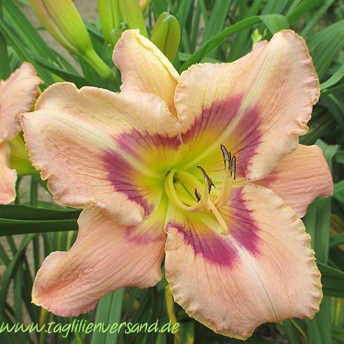 Foto der Tagliliensorte Rainbow Jewel