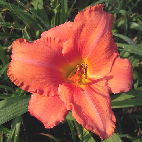 Foto der Tagliliensorte South Seas