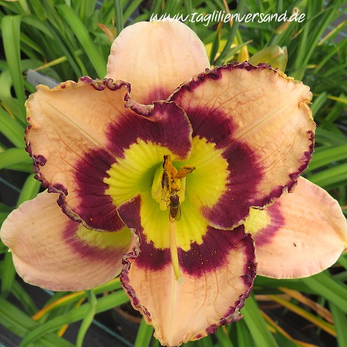 Foto der Tagliliensorte Spacecoast Sea Shells